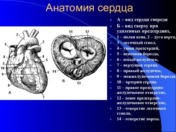 Анатомия сердца А – вид сердца спереди Б – вид сверху