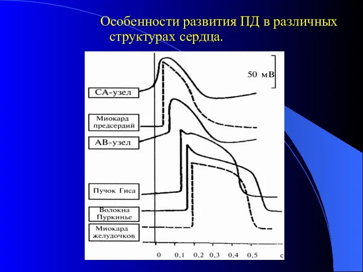 Особенности развития ПД в различных структурах сердца.