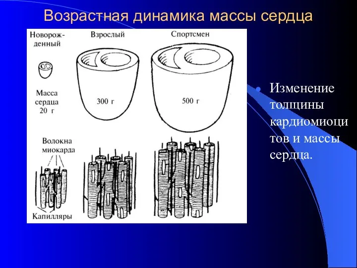 Возрастная динамика массы сердца Изменение толщины кардиомиоцитов и массы сердца.