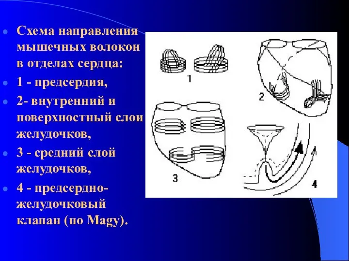 Схема направления мышечных волокон в отделах сердца: 1 - предсердия, 2-