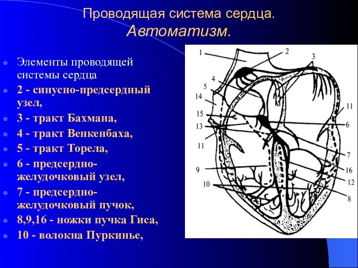 Проводящая система сердца. Автоматизм. Элементы проводящей системы сердца 2 - синусно-предсердный