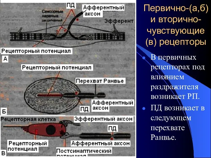 Первично-(а,б) и вторично-чувствующие (в) рецепторы В первичных рецепторах под влиянием раздражителя