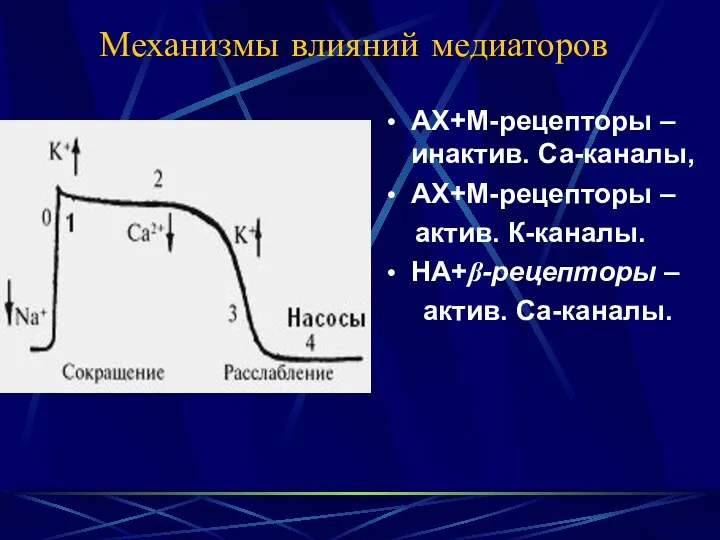 Механизмы влияний медиаторов АХ+М-рецепторы – инактив. Са-каналы, АХ+М-рецепторы – актив. К-каналы. НА+β-рецепторы – актив. Са-каналы.