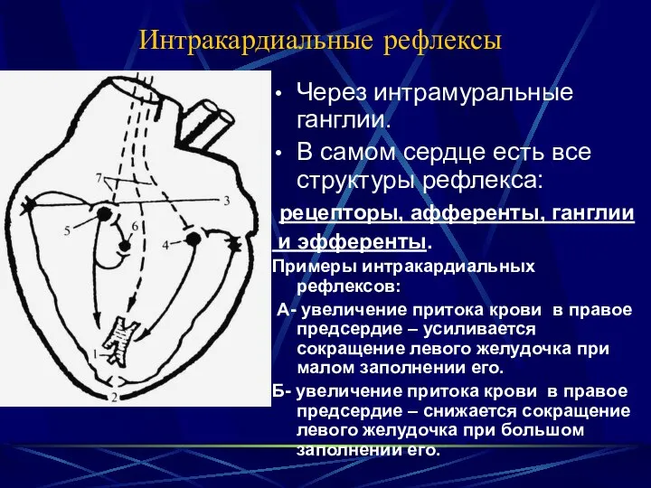 Интракардиальные рефлексы Через интрамуральные ганглии. В самом сердце есть все структуры