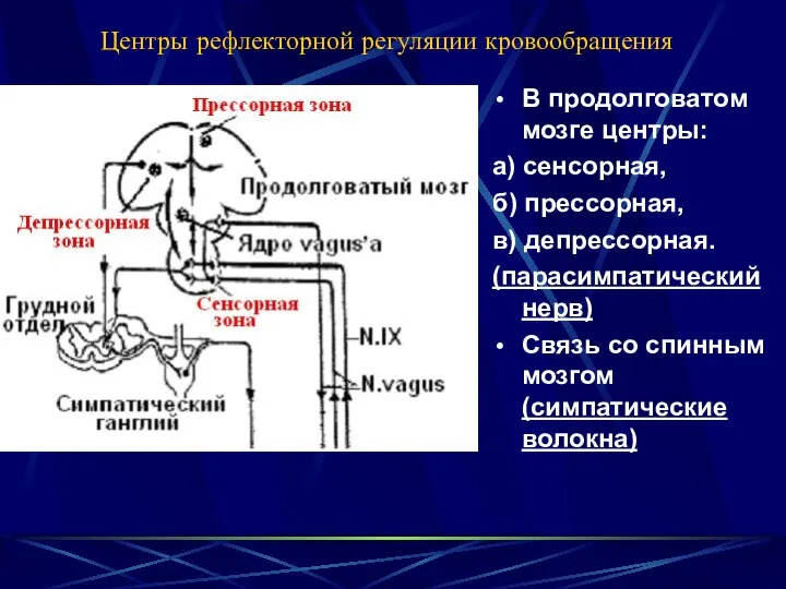 Центры рефлекторной регуляции кровообращения В продолговатом мозге центры: а) сенсорная, б)