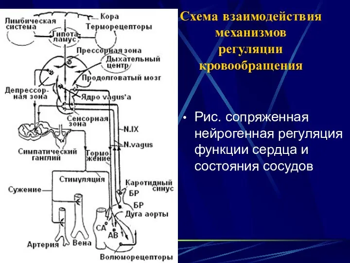 Схема взаимодействия механизмов регуляции кровообращения Рис. сопряженная нейрогенная регуляция функции сердца и состояния сосудов