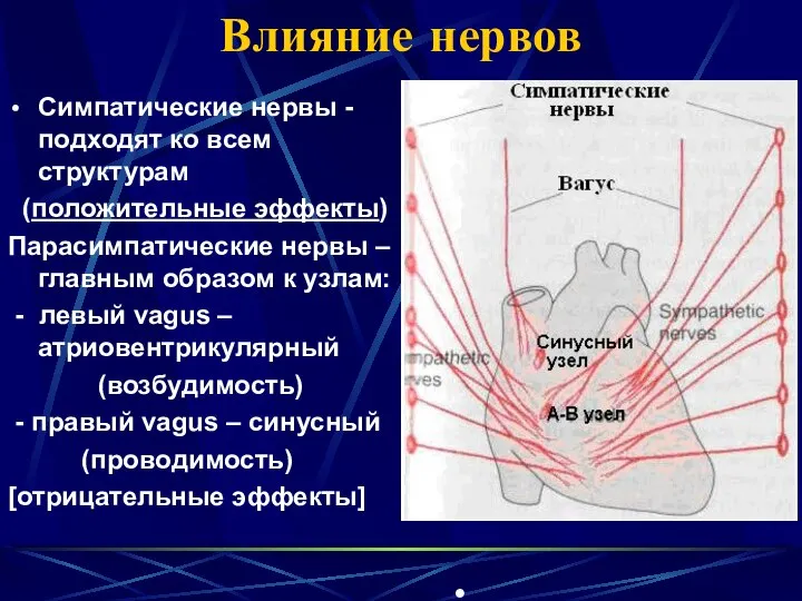 Влияние нервов Симпатические нервы - подходят ко всем структурам (положительные эффекты)