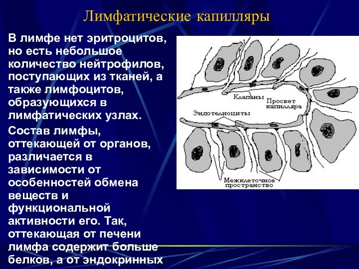 Лимфатические капилляры В лимфе нет эритроцитов, но есть небольшое количество нейтрофилов,