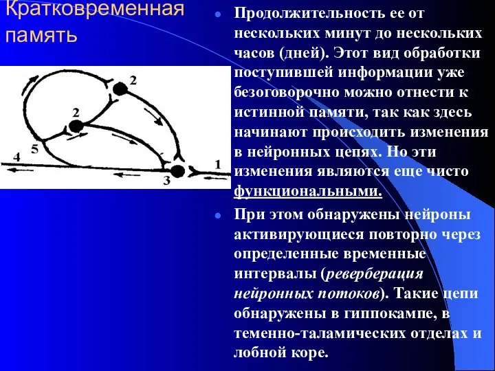 Кратковременная память Продолжительность ее от нескольких минут до нескольких часов (дней).