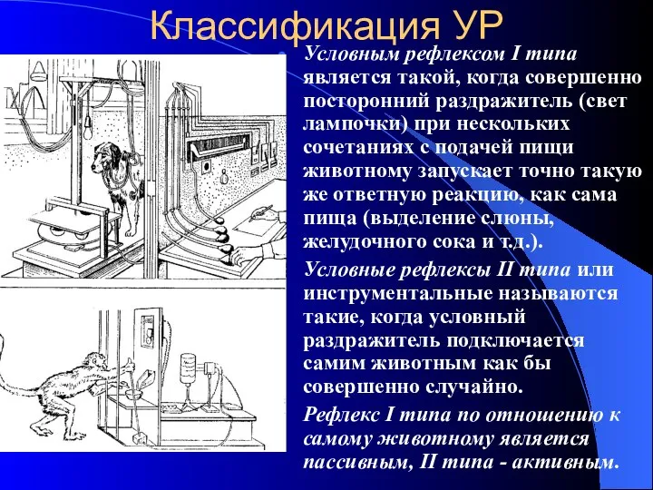 Классификация УР Условным рефлексом I типа является такой, когда совершенно посторонний