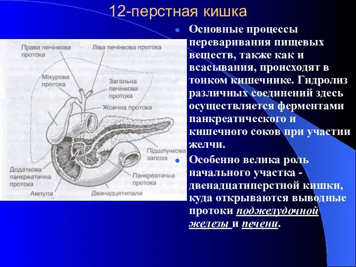 12-перстная кишка Основные процессы переваривания пищевых веществ, также как и всасывания,