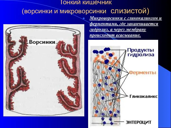 Тонкий кишечник (ворсинки и микроворсинки слизистой) Микроворсинки с гликокаликсом и ферментами,