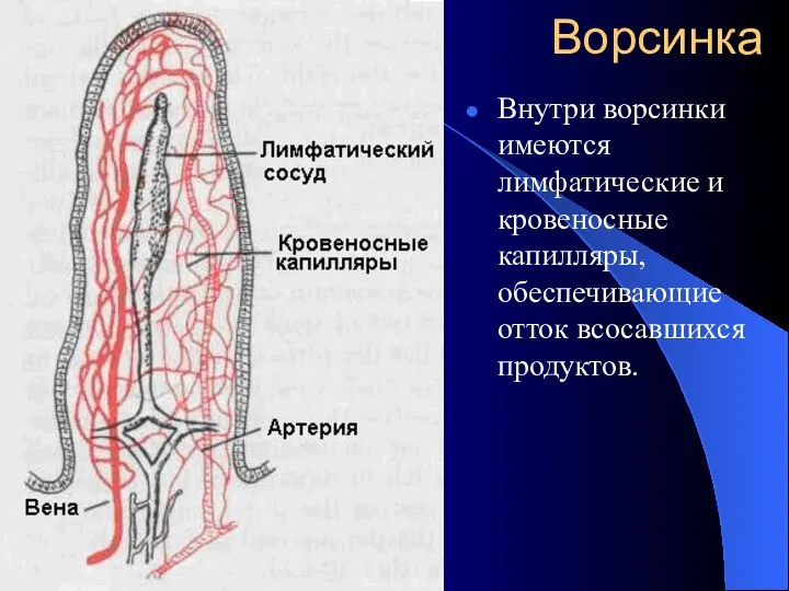 Ворсинка Внутри ворсинки имеются лимфатические и кровеносные капилляры, обеспечивающие отток всосавшихся продуктов.