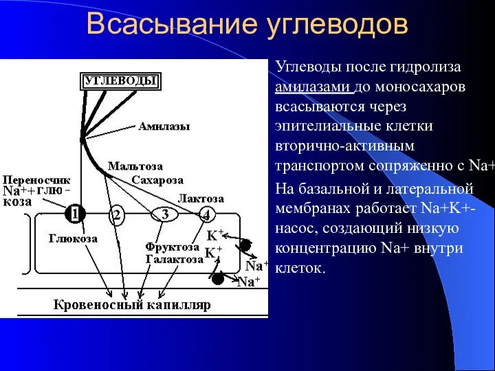 Всасывание углеводов Углеводы после гидролиза амилазами до моносахаров всасываются через эпителиальные