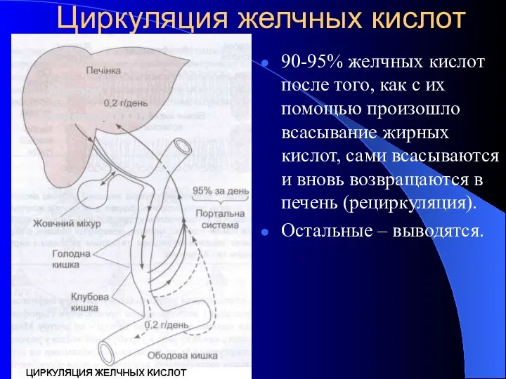 Циркуляция желчных кислот 90-95% желчных кислот после того, как с их