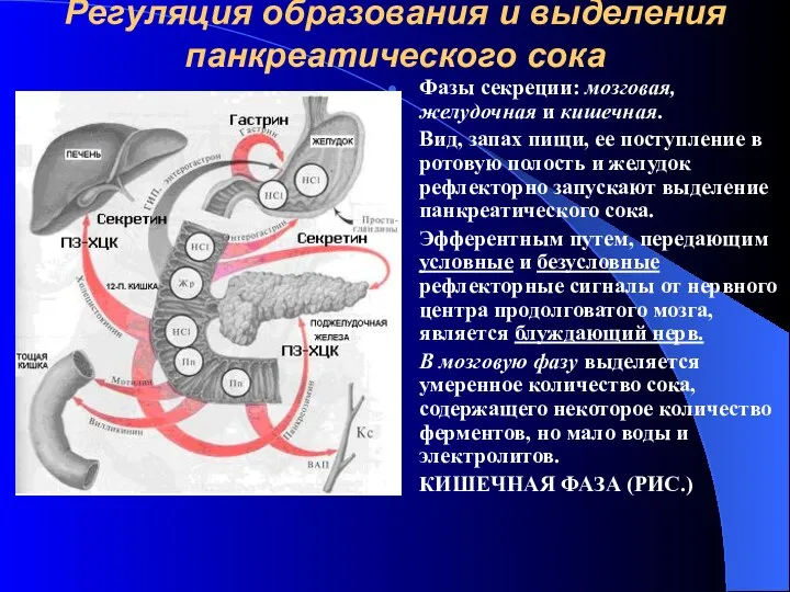 Регуляция образования и выделения панкреатического сока Фазы секреции: мозговая, желудочная и