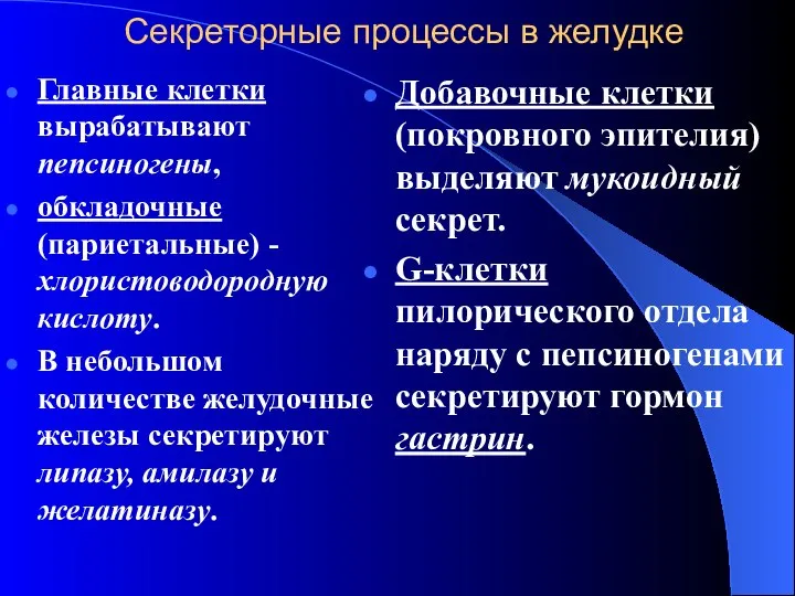 Секреторные процессы в желудке Главные клетки вырабатывают пепсиногены, обкладочные (париетальные) -