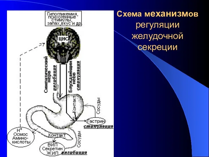 Схема механизмов регуляции желудочной секреции