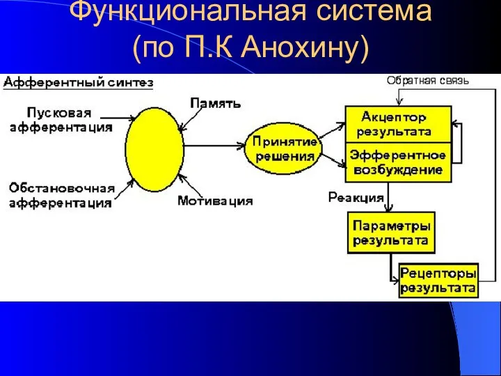 Функциональная система (по П.К Анохину)