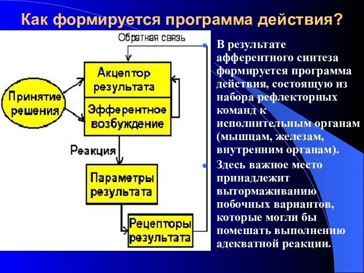 Как формируется программа действия? В результате афферентного синтеза формируется программа действия,