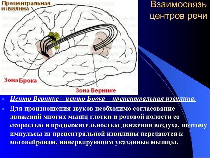 Взаимосвязь центров речи Центр Вернике – центр Брока – прецентральная извилина.