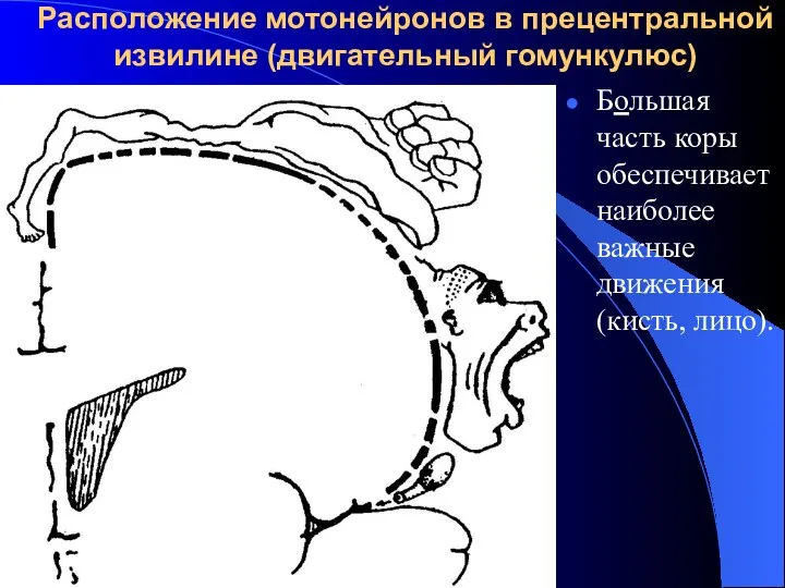 Расположение мотонейронов в прецентральной извилине (двигательный гомункулюс) Бoльшая часть коры обеспечивает наиболее важные движения (кисть, лицо).