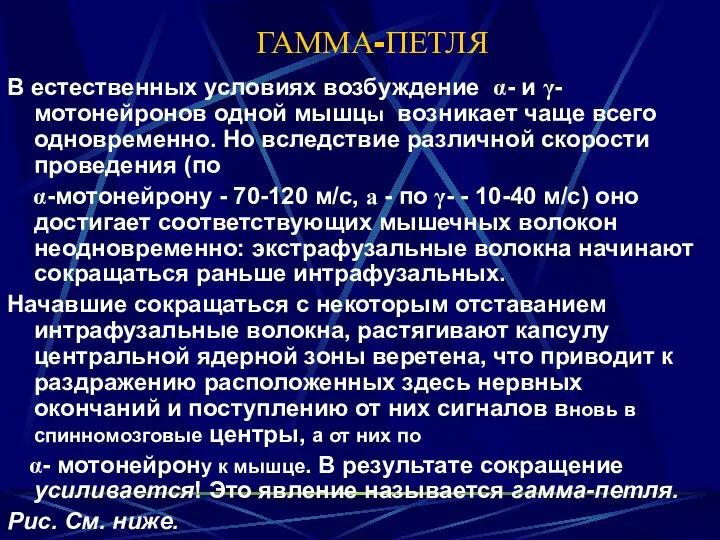 ГАММА-ПЕТЛЯ В естественных условиях возбуждение α- и γ-мотонейронов одной мышцы возникает