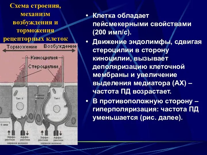 Схема строения, механизм возбуждения и торможения рецепторных клеток Клетка обладает пейсмекерными