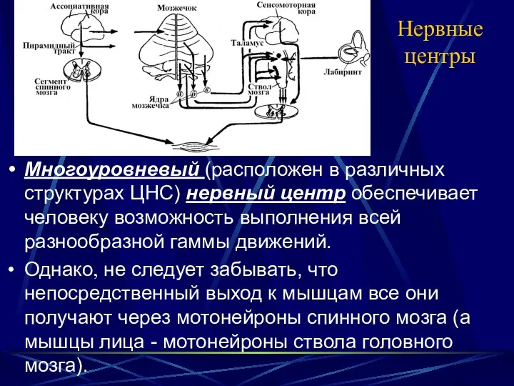 Нервные центры Многоуровневый (расположен в различных структурах ЦНС) нервный центр обеспечивает