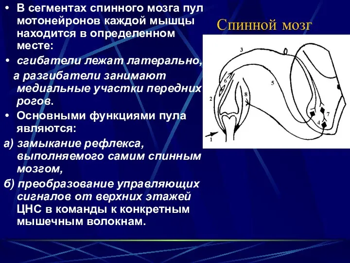 Спинной мозг В сегментах спинного мозга пул мотонейронов каждой мышцы находится