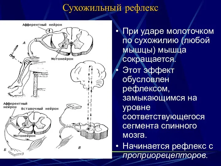 Сухожильный рефлекс При ударе молоточком по сухожилию (любой мышцы) мышца сокращается.