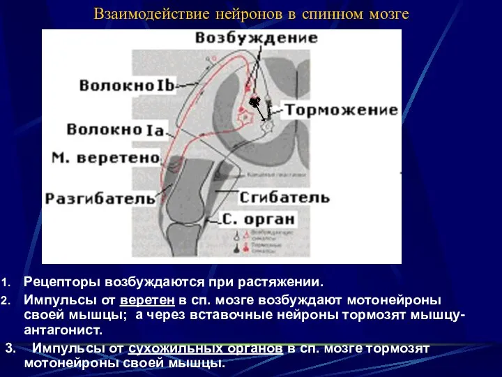 Взаимодействие нейронов в спинном мозге Рецепторы возбуждаются при растяжении. Импульсы от