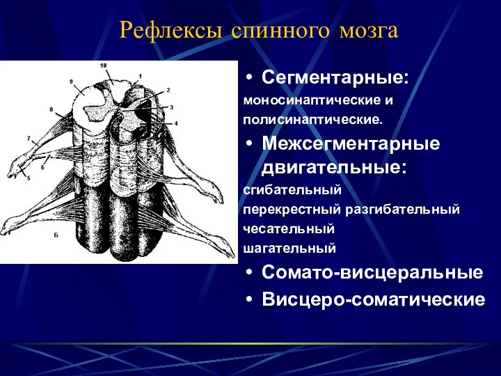 Рефлексы спинного мозга Сегментарные: моносинаптические и полисинаптические. Межсегментарные двигательные: сгибательный перекрестный разгибательный чесательный шагательный Сомато-висцеральные Висцеро-соматические