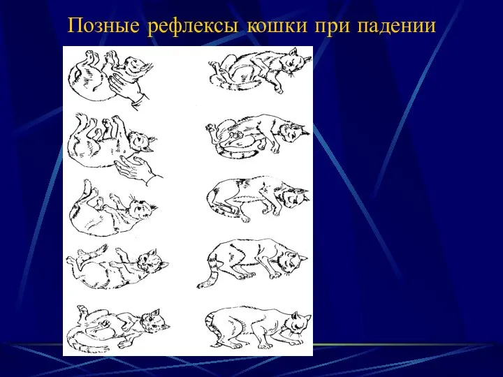 Позные рефлексы кошки при падении