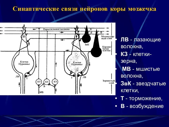 Синаптические связи нейронов коры мозжечка ЛВ - лазающие волокна, КЗ -