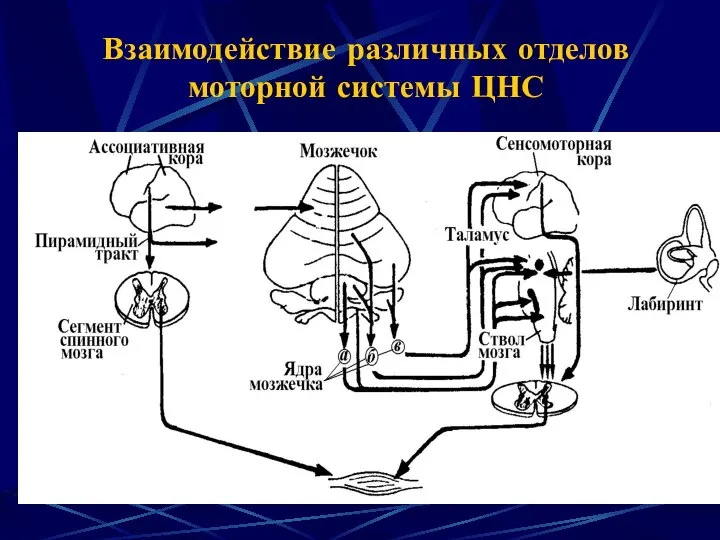 Взаимодействие различных отделов моторной системы ЦНС