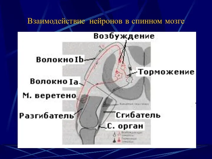 Взаимодействие нейронов в спинном мозге