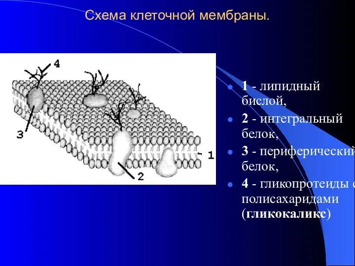 Схема клеточной мембраны. 1 - липидный бислой, 2 - интегральный белок,