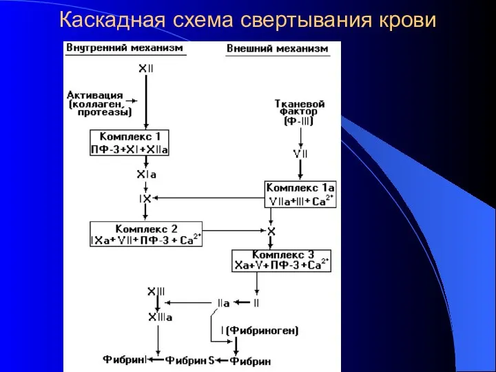 Каскадная схема свертывания крови