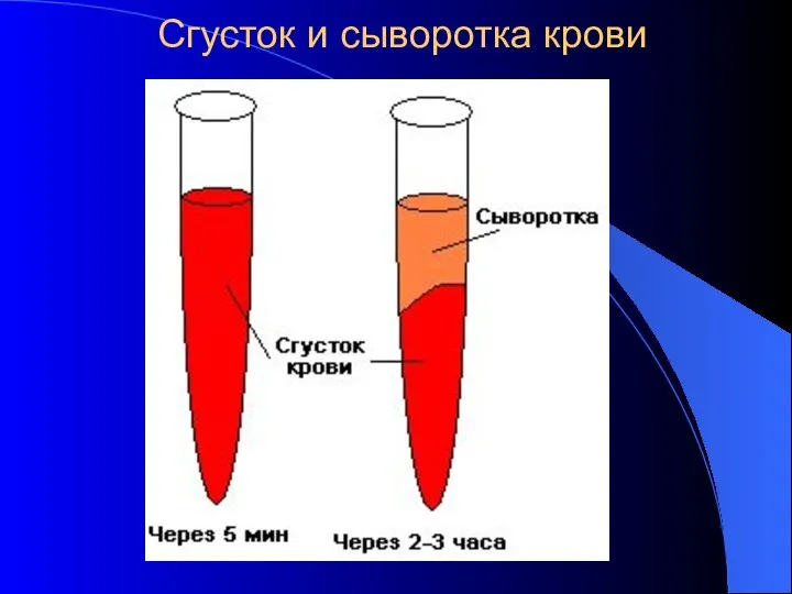 Сгусток и сыворотка крови