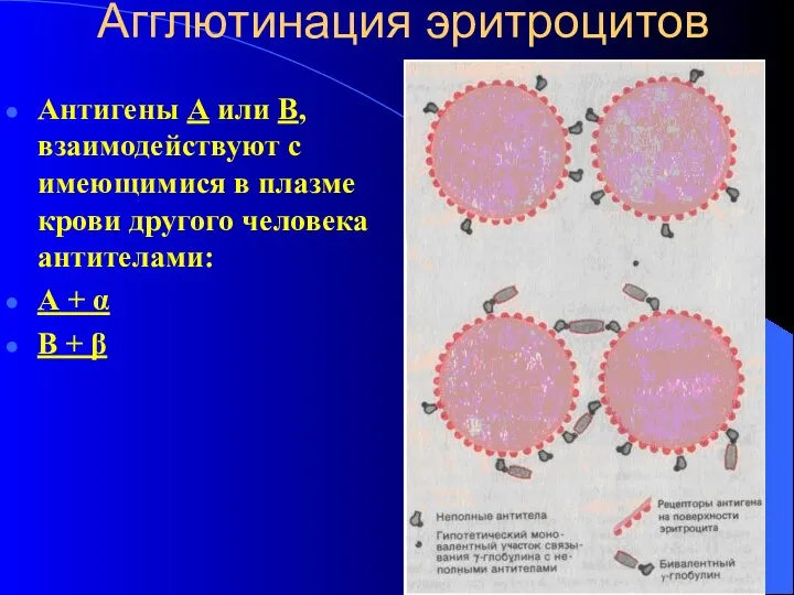 Агглютинация эритроцитов Антигены А или В, взаимодействуют с имеющимися в плазме