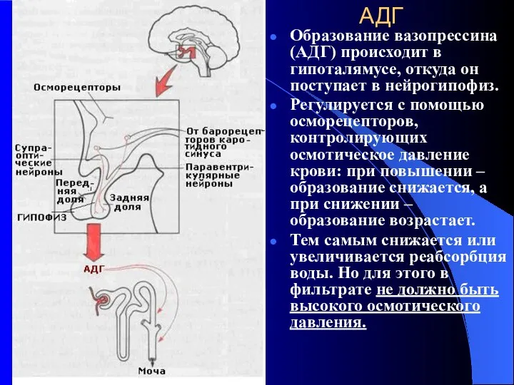 АДГ Образование вазопрессина (АДГ) происходит в гипоталямусе, откуда он поступает в