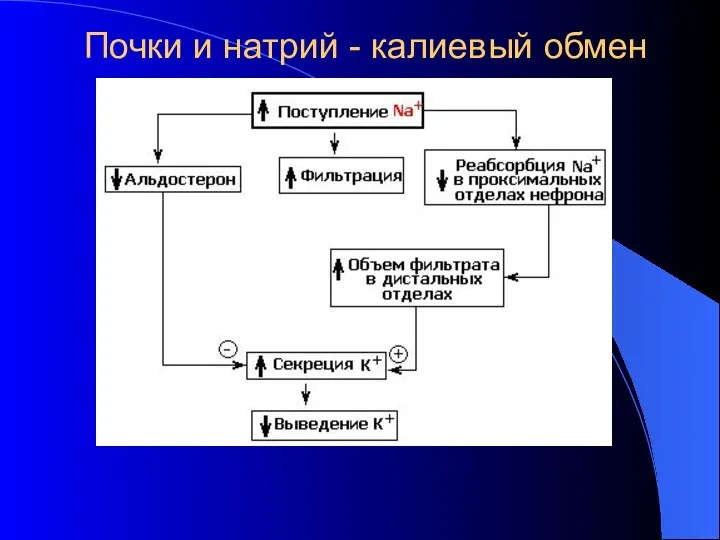 Почки и натрий - калиевый обмен