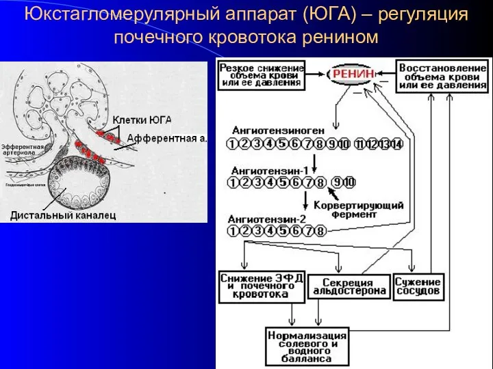 Юкстагломерулярный аппарат (ЮГА) – регуляция почечного кровотока ренином