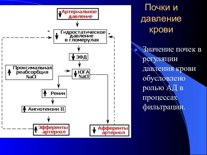 Почки и давление крови Значение почек в регуляции давления крови обусловлено ролью АД в процессах фильтрации.