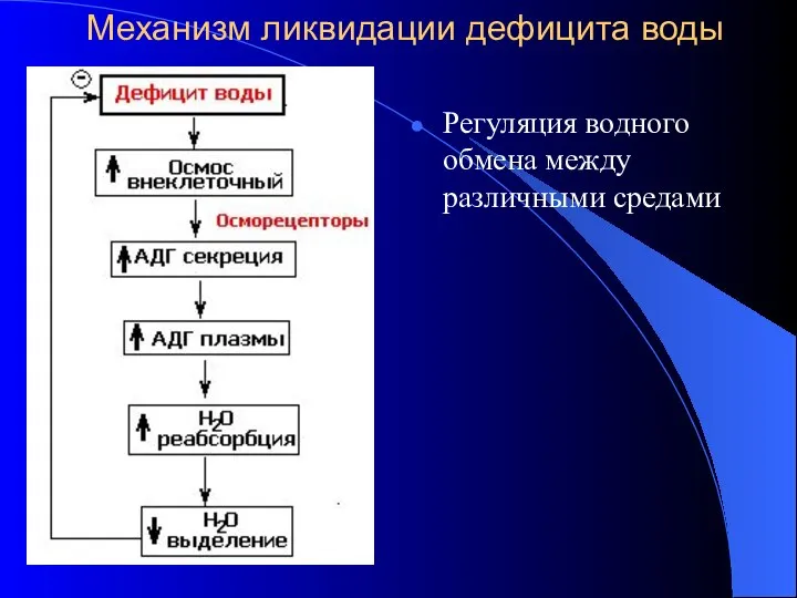 Механизм ликвидации дефицита воды Регуляция водного обмена между различными средами