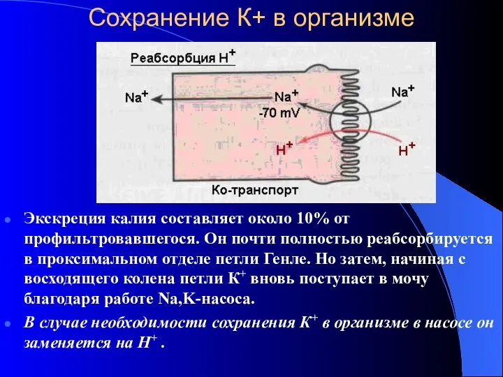 Сохранение К+ в организме Экскреция калия составляет около 10% от профильтровавшегося.