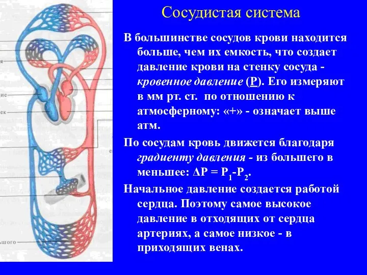 Сосудистая система В большинстве сосудов крови находится больше, чем их емкость,