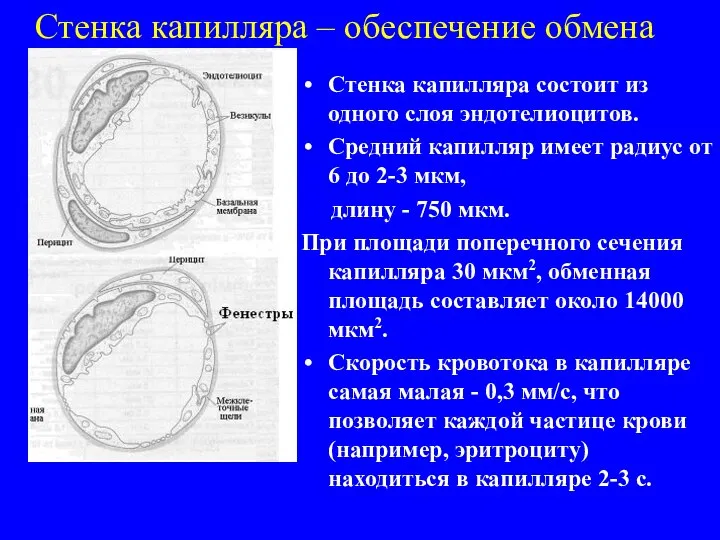 Стенка капилляра – обеспечение обмена Стенка капилляра состоит из одного слоя