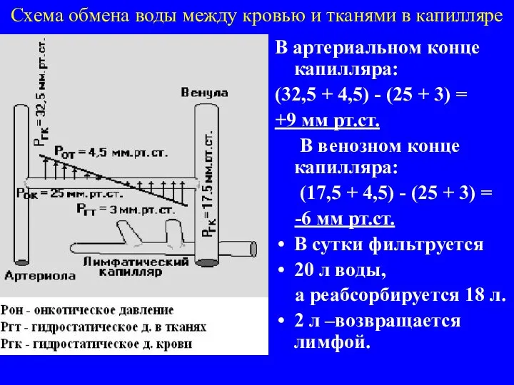 Схема обмена воды между кровью и тканями в капилляре В артериальном